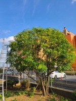 シマトネリコ　6mの高木剪定　　埼玉県春日部市