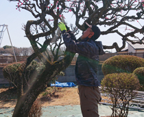 植木・庭木のお手入れ〈落葉樹の冬剪定写真〉埼玉県